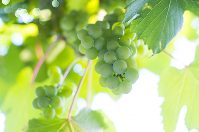 和歌山で婚活を！婚活、無駄な努力と実のなる努力【結の会】